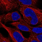 Immunofluorescent staining of human cell line HEK 293 shows localization to vesicles.
