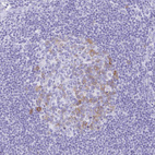 Anti-RRM2 Antibody