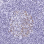Immunohistochemical staining of human Lymph node shows moderate cytoplasmic positivity in germinal center and non-germinal center cells.
