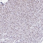 Anti-SLC7A10 Antibody