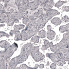 Anti-CLDN3 Antibody