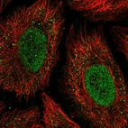 Anti-ONECUT2 Antibody