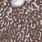 Anti-GCSH Antibody