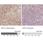 Anti-SAT2 Antibody