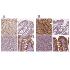 Immunohistochemical staining of human adrenal gland, colon, pancreas and small intestine using Anti-SAT2 antibody HPA057096 (A) shows similar protein distribution across tissues to independent antibody HPA022136 (B).