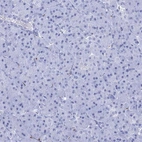 Immunohistochemical staining of human Pancreas shows very weak cytoplasmic positivity in exocrine glandular cells.