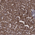 Immunohistochemical staining of human liver shows high expression.