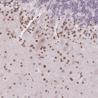 Anti-TMEM175 Antibody