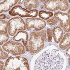 Immunohistochemical staining of human kidney shows high expression.