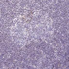 Immunohistochemical staining of human lymph node shows low expression as expected.