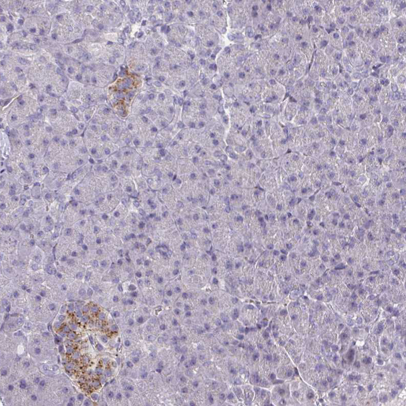 Anti-PSMG1 Antibody