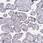 Anti-PSMG1 Antibody