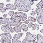 Immunohistochemical staining of human placenta shows strong granular cytoplasmic positivity in trophoblastic cells.