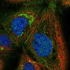 Immunofluorescent staining of human cell line A-431 shows localization to cytosol & the Golgi apparatus.