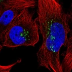 Immunofluorescent staining of human cell line U-251 MG shows localization to the Golgi apparatus.