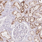 Anti-SCPEP1 Antibody