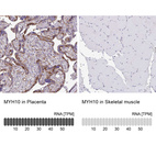 Anti-MYH10 Antibody