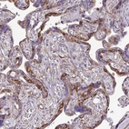 Immunohistochemical staining of human placenta shows high expression.