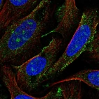 Immunofluorescent staining of human cell line U-2 OS shows localization to nucleoli & vesicles.