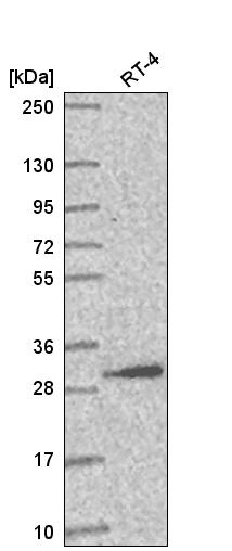 Anti-AMMECR1L Antibody