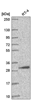 Anti-AMMECR1L Antibody