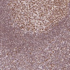 Anti-H2AFZ Antibody