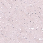 Immunohistochemical staining of human skeletal muscle shows no positivity in myocytes as expected.