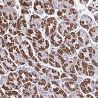 Anti-OR13A1 Antibody
