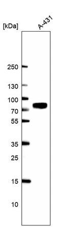Western blot analysis in human cell line A-431.