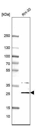 Western blot analysis in human cell line RH-30.