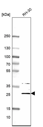 Western blot analysis in human cell line RH-30.