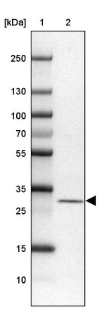 Lane 1: Marker [kDa] 250, 130, 100, 70, 55, 35, 25, 15, 10_br/_Lane 2: Human cell line U-251 MG