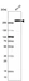 Anti-CAD Antibody