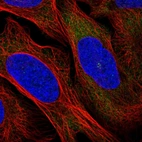 Immunofluorescent staining of human cell line U-2 OS shows localization to cytosol.