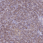 Immunohistochemical staining of human pancreas shows moderate granular cytoplasmic positivity in exocrine glandular cells.