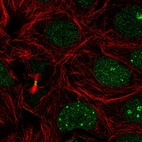 Immunofluorescent staining of human cell line MCF7 shows localization to nucleus, nucleoli fibrillar center & midbody.