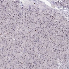 Immunohistochemical staining of human pancreas shows no nuclear positivity in exocrine glandular cells as expected.