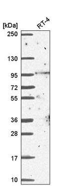 Anti-BCAS3 Antibody
