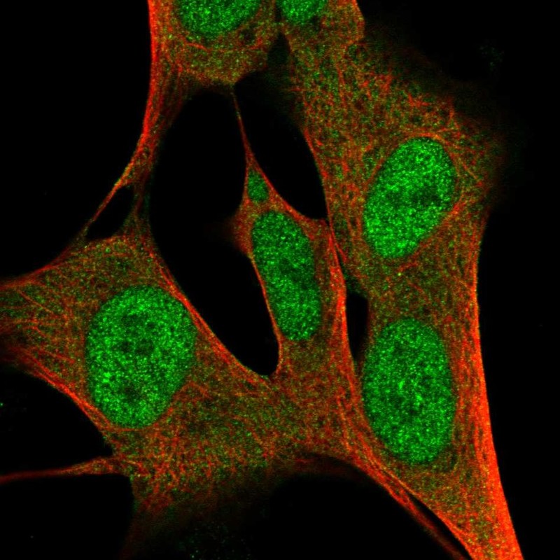 Anti-ZFP3 Antibody