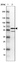 Anti-SNX8 Antibody