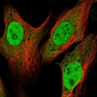 Immunofluorescent staining of human cell line U-2 OS shows localization to nucleoplasm & cytosol.