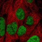Immunofluorescent staining of human cell line CACO-2 shows localization to nucleoplasm.