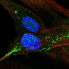 Immunofluorescent staining of human cell line BJ shows localization to nucleus & mitochondria.