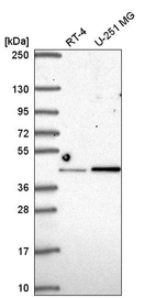Anti-IRF2 Antibody