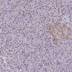 Anti-ING4 Antibody