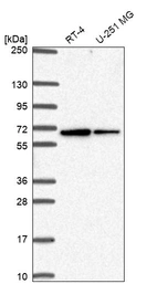 Western blot analysis in human cell line RT-4 and human cell line U-251 MG.