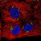 Immunofluorescent staining of human cell line A-431 shows localization to the Golgi apparatus.