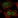 Anti-TEAD1 Antibody