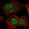 Anti-TEAD1 Antibody