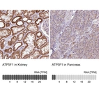 Anti-ATP5F1 Antibody